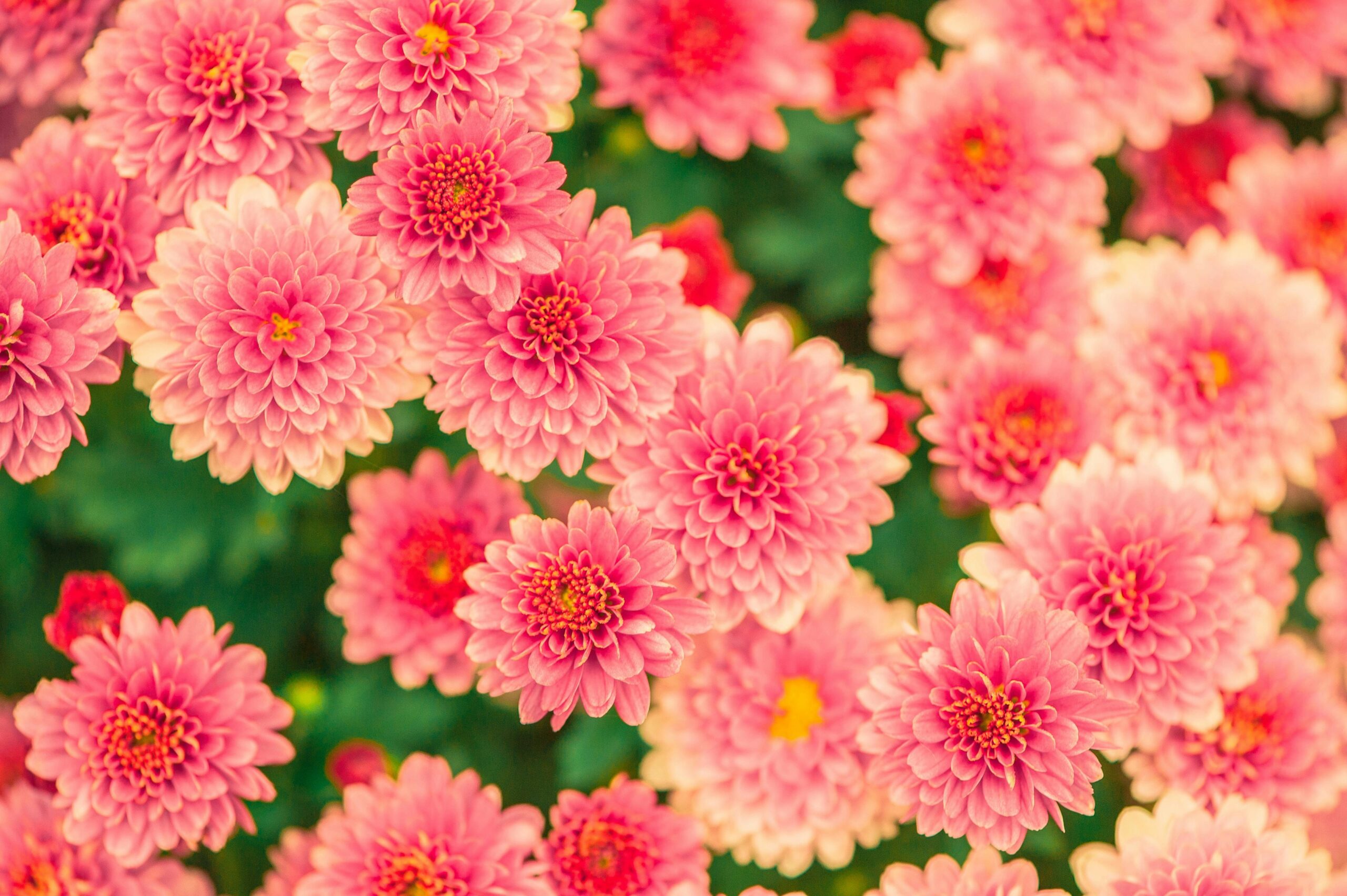 Beautiful pink chrysanthemums in full bloom, creating a vibrant floral display.