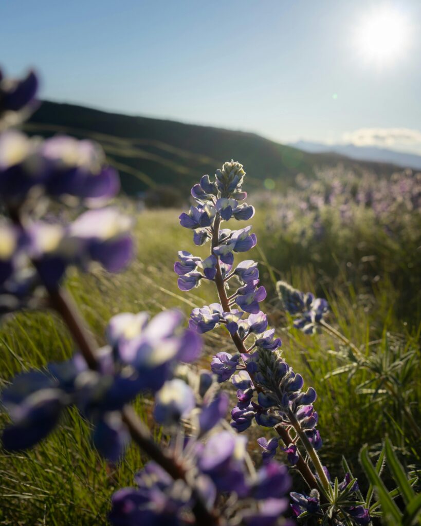 A stunning lupine field with purple blossoms under the warm glow of a setting sun.