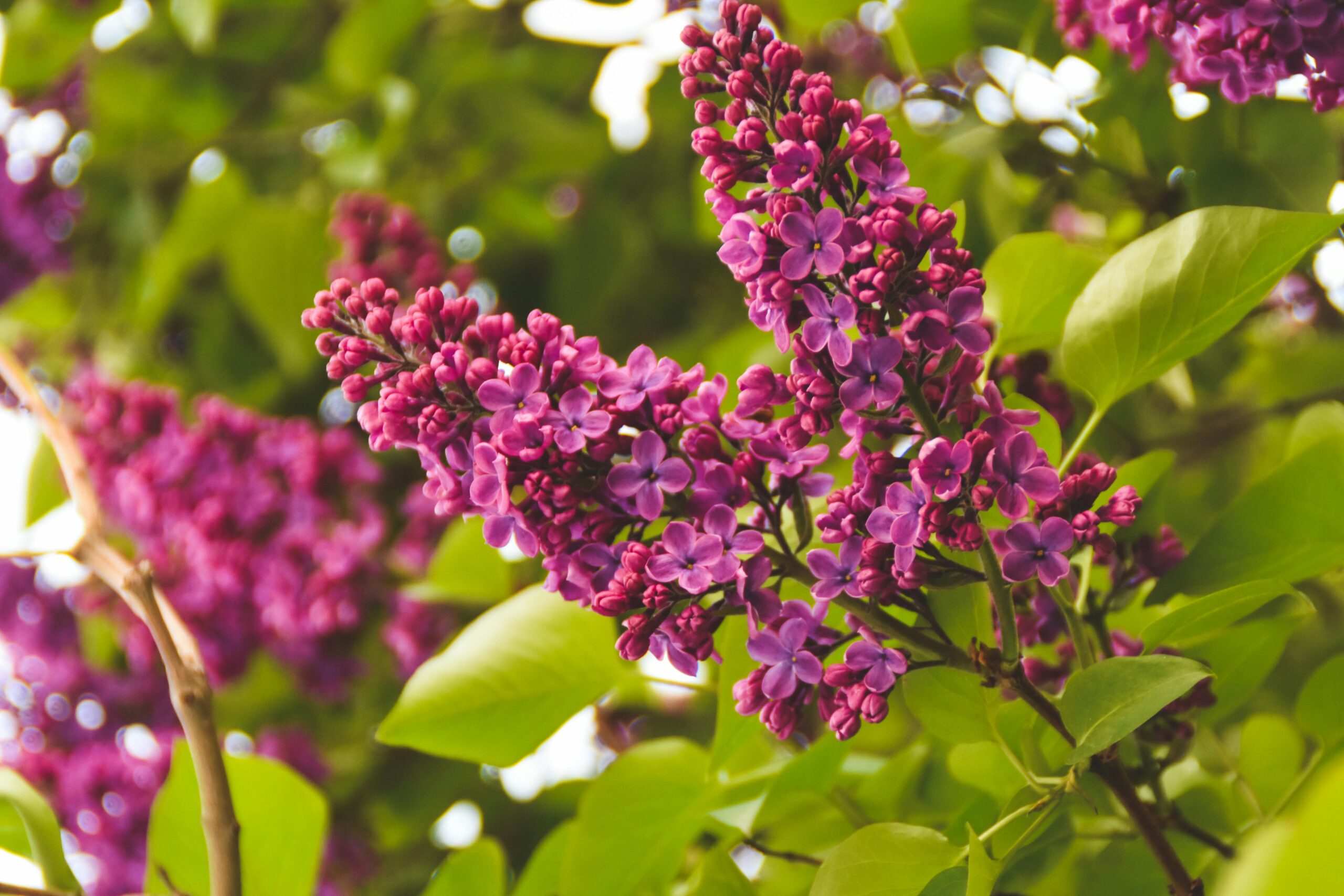 Close-up of vivid lilac flowers (Syringa vulgaris) blooming in bright spring sunshine.
