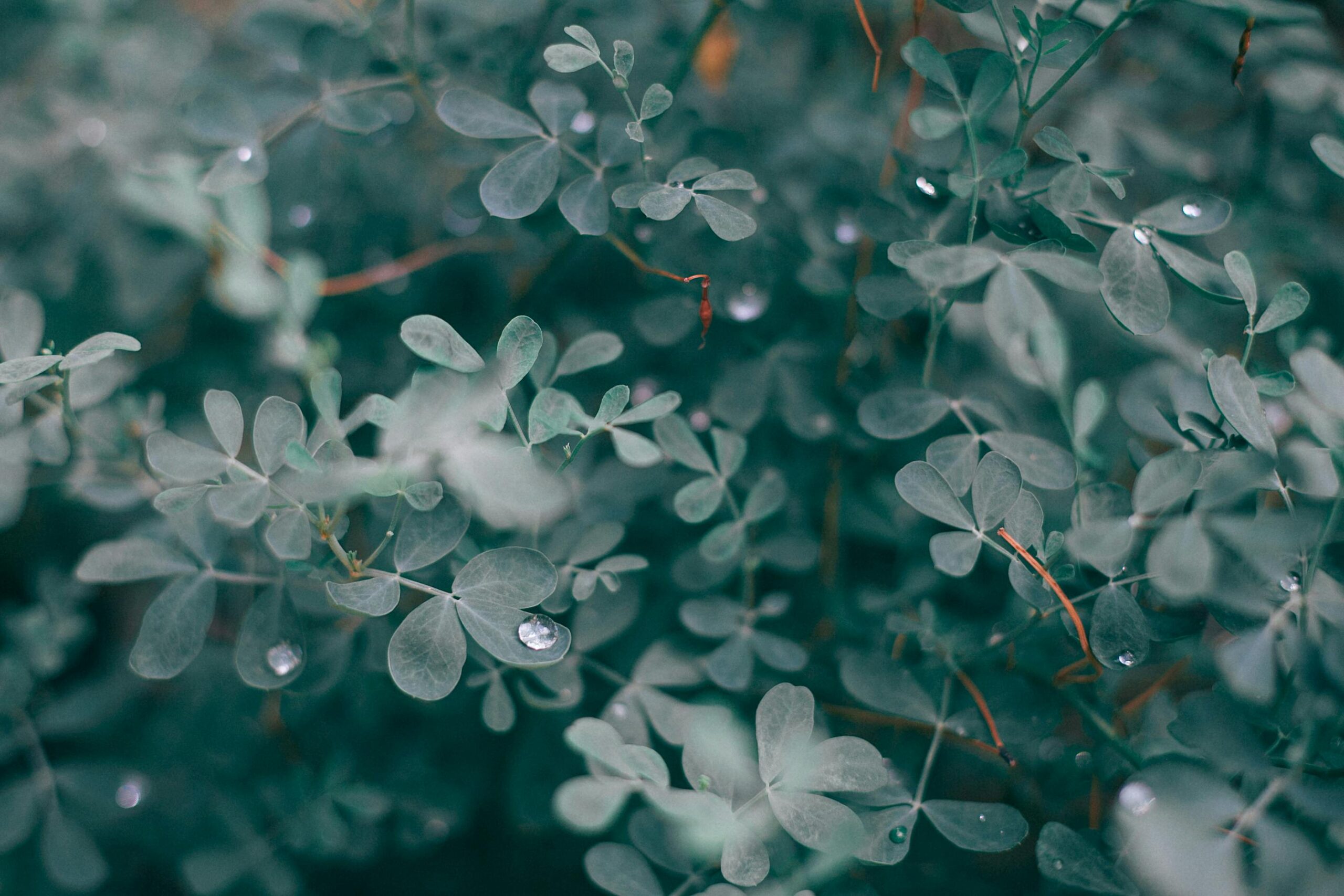 Close-up of lush eucalyptus leaves with dew drops, capturing the essence of fresh foliage and nature's purity.